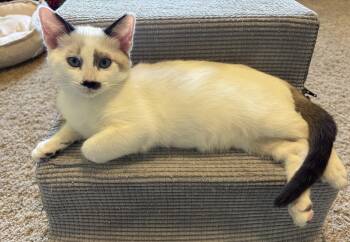 Latte -  Domestic Short Hair Cat for Adoption in Bentonville, Arkansas - Latte | PetCurious