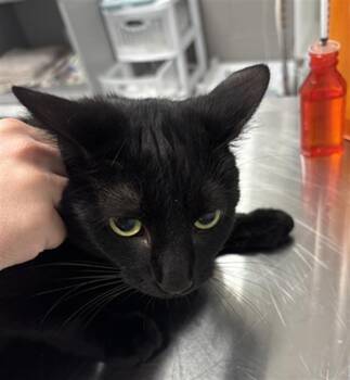 TOOTIE -  Domestic Short Hair Cat for Adoption in Indianapolis, Indiana - TOOTIE | PetCurious