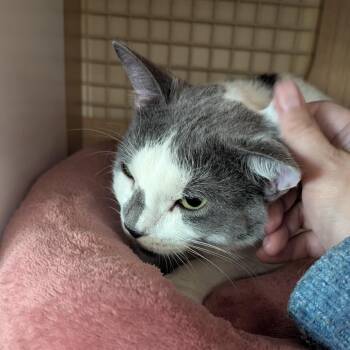 Domestic Short Hair Cats Available for Adoption - Zeba | PetCurious