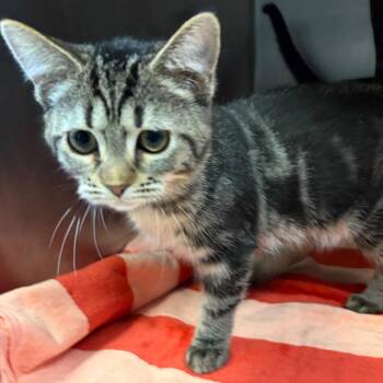 Taffy -  Domestic Short Hair Cat for Adoption in Nashville, Tennessee - Taffy | PetCurious