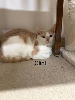 Domestic Short Hair Cats Available for Adoption - Clint | PetCurious