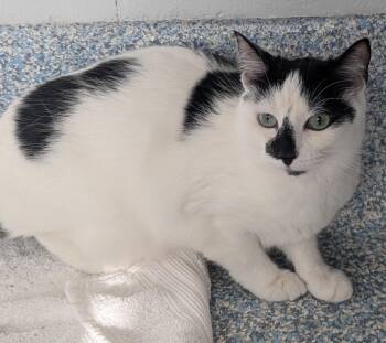 Willow -  Domestic Short Hair Cat for Adoption in Stafford, Virginia - Willow | PetCurious
