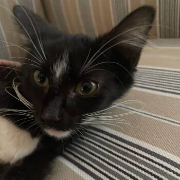 Mr. Miyagi -  Domestic Long Hair Cat for Adoption in Granby, Missouri - Mr. Miyagi | PetCurious