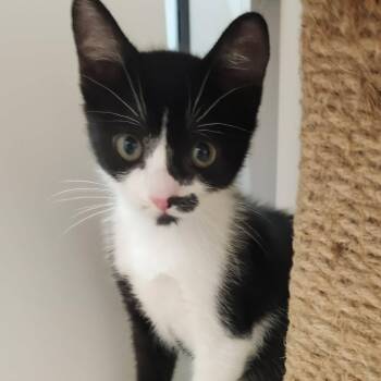 Tiger Tail - Loving & Playful -  Tuxedo Cat for Adoption in Hamilton, Ontario - Tiger Tail - Loving & Playful | PetCurious