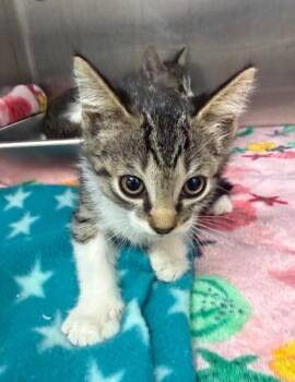 Garnet -  Domestic Long Hair Cat for Adoption in Hartsville, South Carolina - Garnet | PetCurious