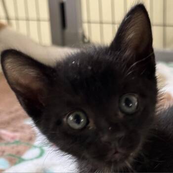 Rescue Domestic Short Hair Cats for Adoption in Redwood Valley, California - Sevro | PetCurious