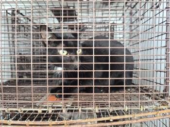 A660391 -  Domestic Short Hair Cat for Adoption in Houston, Texas - A660391 | PetCurious