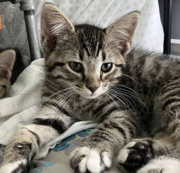 Yahir (AO36530) -  Domestic Short Hair Cat for Adoption in Kansas City, Kansas - Yahir (AO36530) | PetCurious