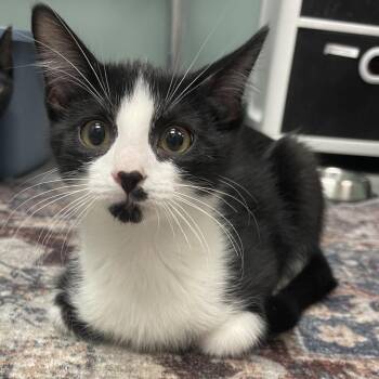 Thadius -  Domestic Short Hair Cat for Adoption in Lenexa, Kansas - Thadius | PetCurious