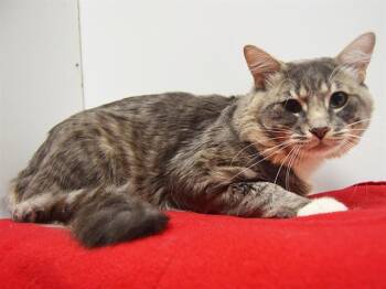 Rescue Domestic Medium Hair Cats for Adoption in Sacramento, California - CARLO | PetCurious