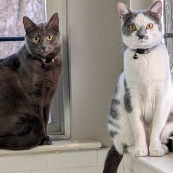 Church & Gizmo -  Domestic Short Hair Cat for Adoption in Mantua Township, New Jersey - Church & Gizmo | PetCurious