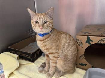 Rescue Domestic Short Hair Cats for Adoption in Brentwood, Missouri - PINETOP JENKINS | PetCurious
