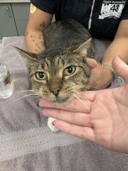Scarlett -  Domestic Short Hair Cat for Adoption in Palm Coast, Florida - Scarlett | PetCurious