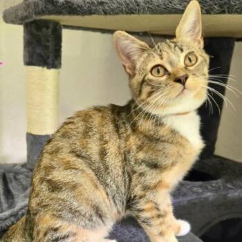 Silah -  Domestic Short Hair Cat for Adoption in Jupiter, Florida - Silah | PetCurious