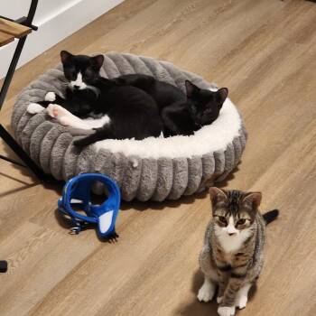 Little Foot -  Domestic Short Hair Cat for Adoption in Wantagh, New York - Little Foot | PetCurious
