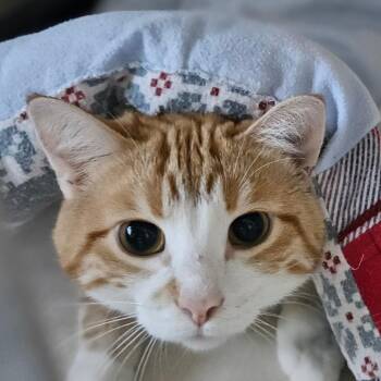 Twinkie -  Domestic Short Hair Cat for Adoption in Monticello, Iowa - Twinkie | PetCurious