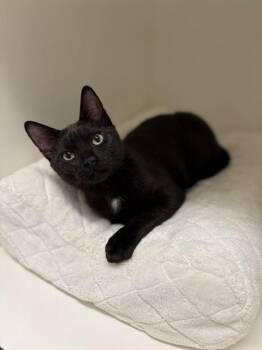 FREDDIE PURRCURY -  Domestic Short Hair Cat for Adoption in Sugar Land, Texas - FREDDIE PURRCURY | PetCurious