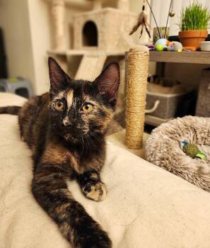 Moxie -  Tortoiseshell Cat for Adoption in Fort Myers, Florida - Moxie | PetCurious