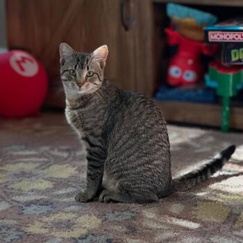 WASABI -  Domestic Short Hair Cat for Adoption in Philadelphia, Pennsylvania - WASABI | PetCurious