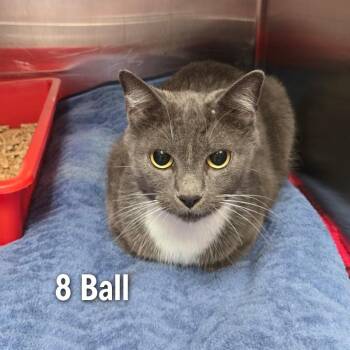 8 ball -  American Shorthair and Domestic Short Hair Cat for Adoption in Oak Ridge, Tennessee - 8 Ball | PetCurious
