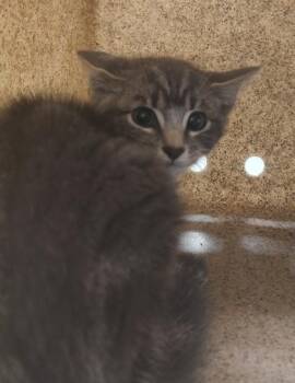 Earl -  Domestic Short Hair Cat for Adoption in Lafayette, Indiana - Earl | PetCurious