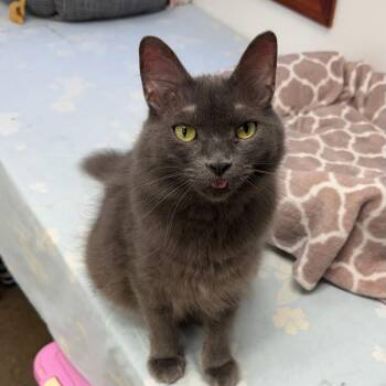 Russian Blue Cats Available for Adoption in Manhattan Beach, California - Oscar | PetCurious