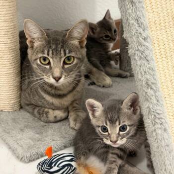 Mama Izzy Houston -  Domestic Short Hair Cat for Adoption in Denver, Colorado - Mama Izzy Houston | PetCurious