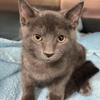 Pearl -  Domestic Short Hair Cat for Adoption in Jupiter, Florida - Pearl | PetCurious