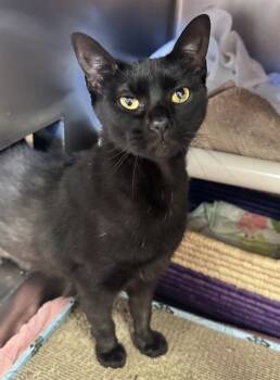 Rescue Domestic Short Hair Cats for Adoption in Brewster, Massachusetts - ROXY | PetCurious