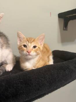 Largo -  Domestic Short Hair Cat for Adoption in Wheaton, Illinois - Largo | PetCurious