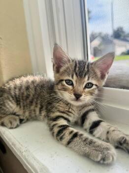 Blythe 8.26.26 (prespay) -  Domestic Short Hair Cat for Adoption in Apopka, Florida - Blythe 8.26.26 (prespay) | PetCurious