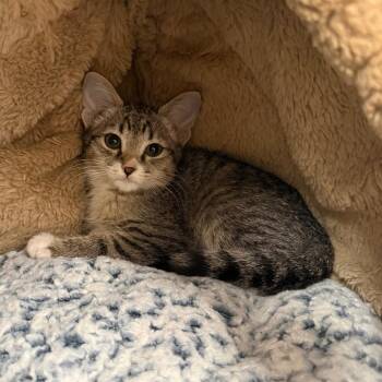 Banana Pepper -  Domestic Short Hair Cat for Adoption in Newberg, Oregon - Banana Pepper | PetCurious