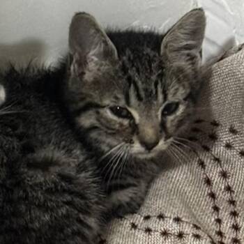 Gremlin -  Domestic Short Hair Cat for Adoption in New York, New York - Gremlin | PetCurious