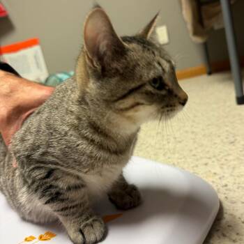 Frankie (no collar) -  Domestic Short Hair Cat for Adoption in Bismarck, North Dakota - Frankie (no Collar) | PetCurious