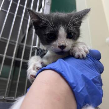 Domestic Short Hair Cats Available for Adoption in Pasadena, California - Mickey | PetCurious