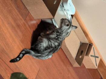 Goofball -  Tabby Cat for Adoption in Kennewick, Washington - Goofball | PetCurious
