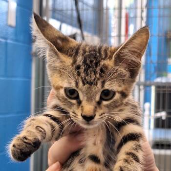 IvyRose -  Domestic Short Hair Cat for Adoption in Montgomery, Alabama - IvyRose | PetCurious