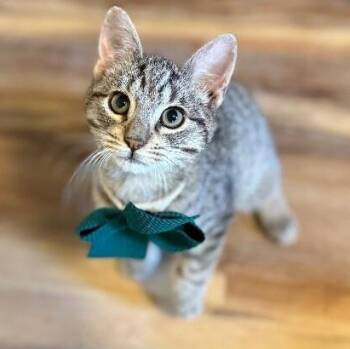 Bert Muppet -  Tabby and Domestic Short Hair Cat for Adoption in Friendswood, Texas - Bert Muppet | PetCurious
