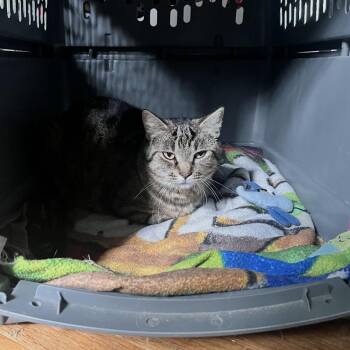 Luna -  Domestic Short Hair and Tabby Cat for Adoption in Rochester Hills, Michigan - Luna | PetCurious