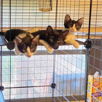 Summer -  Domestic Short Hair Cat for Adoption in Fort Lauderdale, Florida - Summer | PetCurious