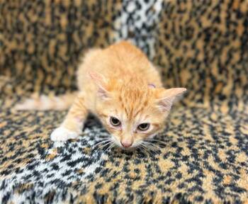 Domestic Short Hair Cats Available for Adoption in Conroe, Texas - ATLAS | PetCurious