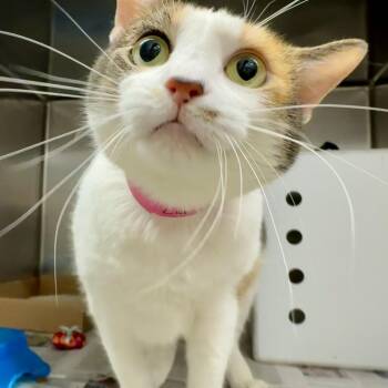 Lucy -  Domestic Short Hair Cat for Adoption in Brentwood, Missouri - Lucy | PetCurious