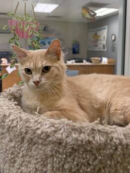 Annie -  Domestic Short Hair Cat for Adoption in Maryville, Tennessee - Annie | PetCurious
