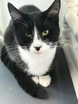 Rescue Domestic Short Hair Cats for Adoption in Bridgewater, New Jersey - Charm | PetCurious