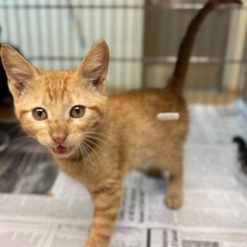 Bill -  Domestic Short Hair Cat for Adoption in Leander, Texas - Bill | PetCurious