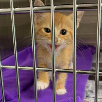Truffle Shuffle -  Domestic Medium Hair Cat for Adoption in Austin, Texas - Truffle Shuffle | PetCurious