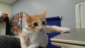 KAROL -  Domestic Short Hair Cat for Adoption in Albuquerque, New Mexico - KAROL | PetCurious