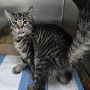 Mochi -  Domestic Medium Hair Cat for Adoption in Newark, New Jersey - Mochi | PetCurious