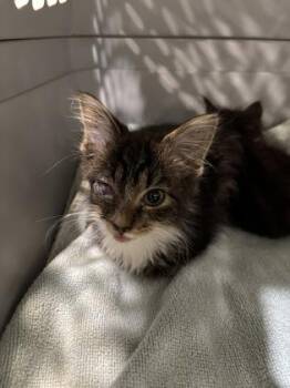 Mini -  Domestic Short Hair Cat for Adoption in Cincinnati, Ohio - Mini | PetCurious