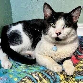 Chairman "Coco" Meow -  Domestic Short Hair Cat for Adoption in Sacramento, California - Chairman "Coco" Meow | PetCurious